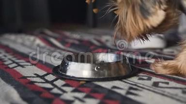特写.专门的狗粮倒入银盘里.. 一只小狗是一只约克郡猎犬，从盘子里吃东西。